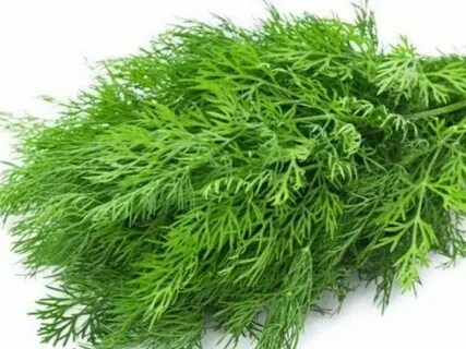تصویر 5 از فروش شوید خشک صادراتی